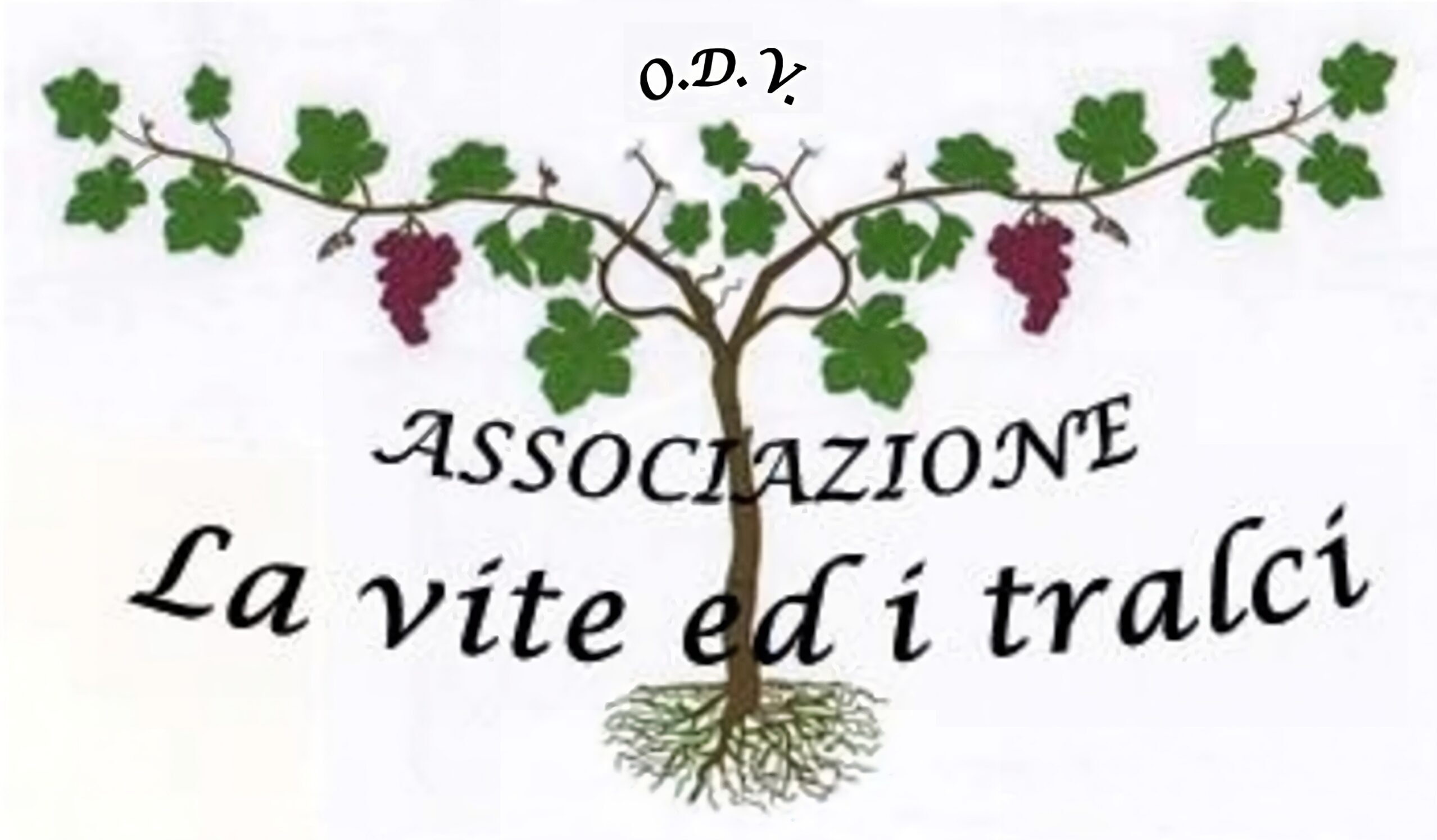 La vite ed i tralci O.D.V.